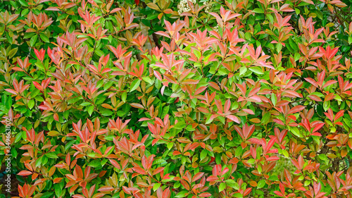 luxuriantly growing photinia glabra in May