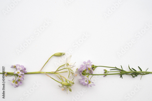 Closeup of wild pastel flowers on white background