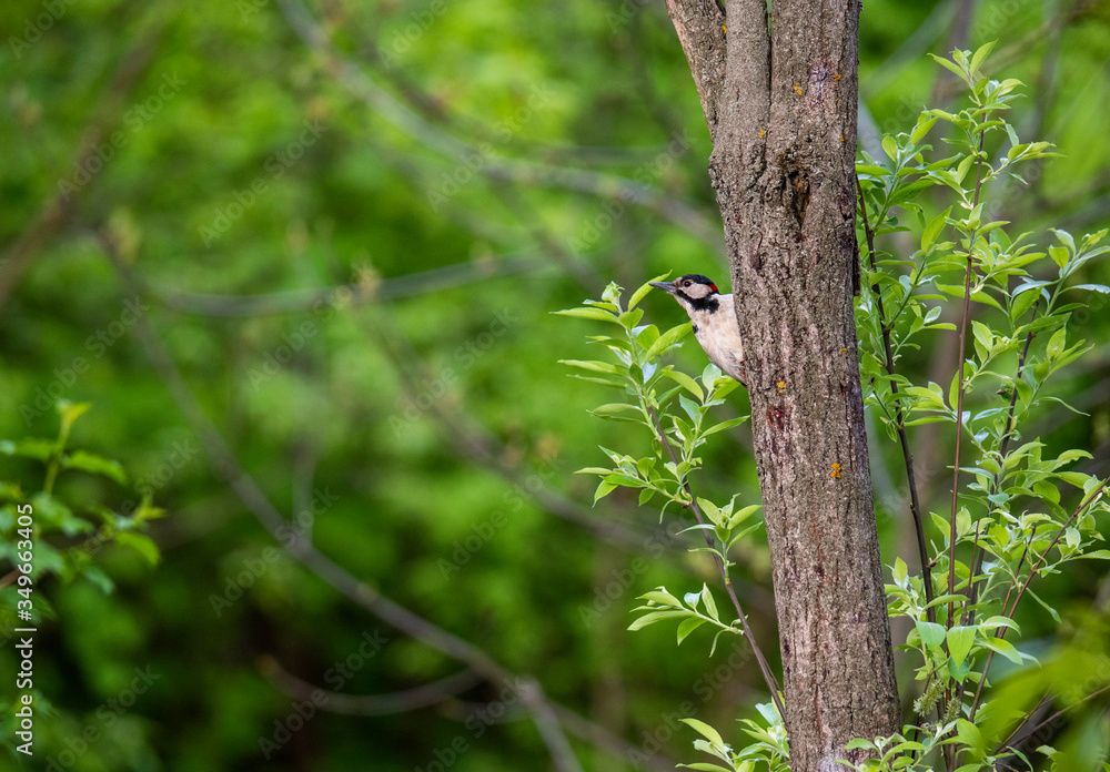 variegated curious woodpecker on a tree in the forest in vivo variegated curious woodpecker on a tree in the forest in vivo