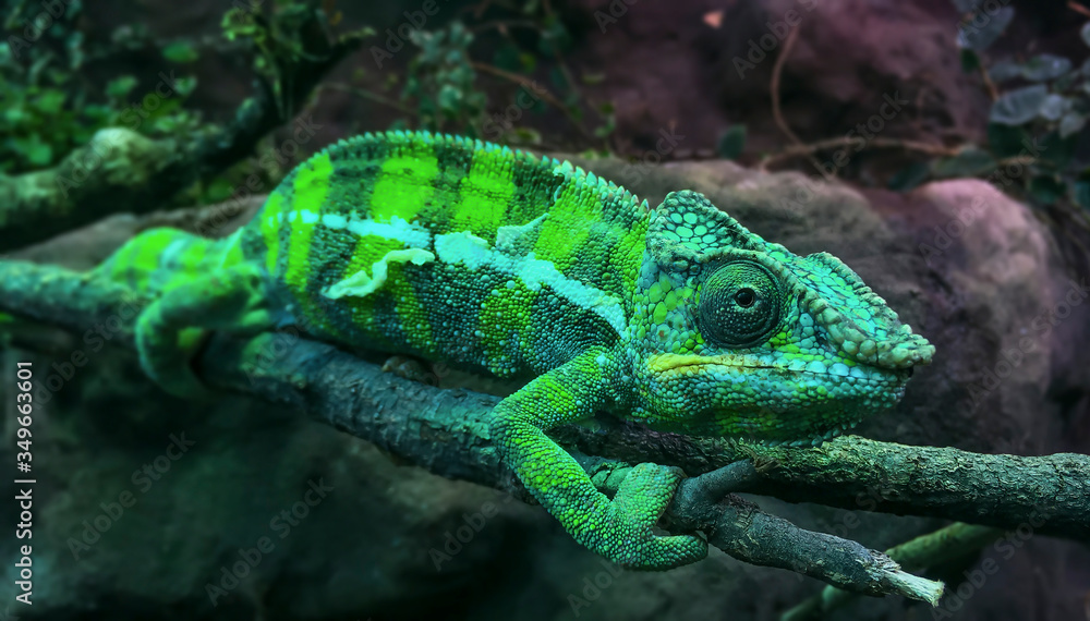 Fototapeta premium Green Panther Chameleon Furcifer pardalis leaning on a stick