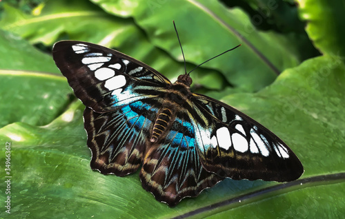 The Clipper butterfly Parthenos sylvia on a green leaf after the rain