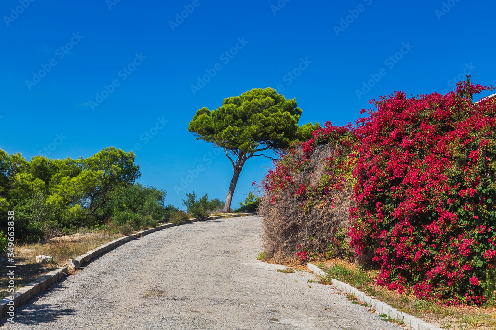 Fototapeta premium Walking path surrounded by bushes, trees and a stone wall covered with flowers