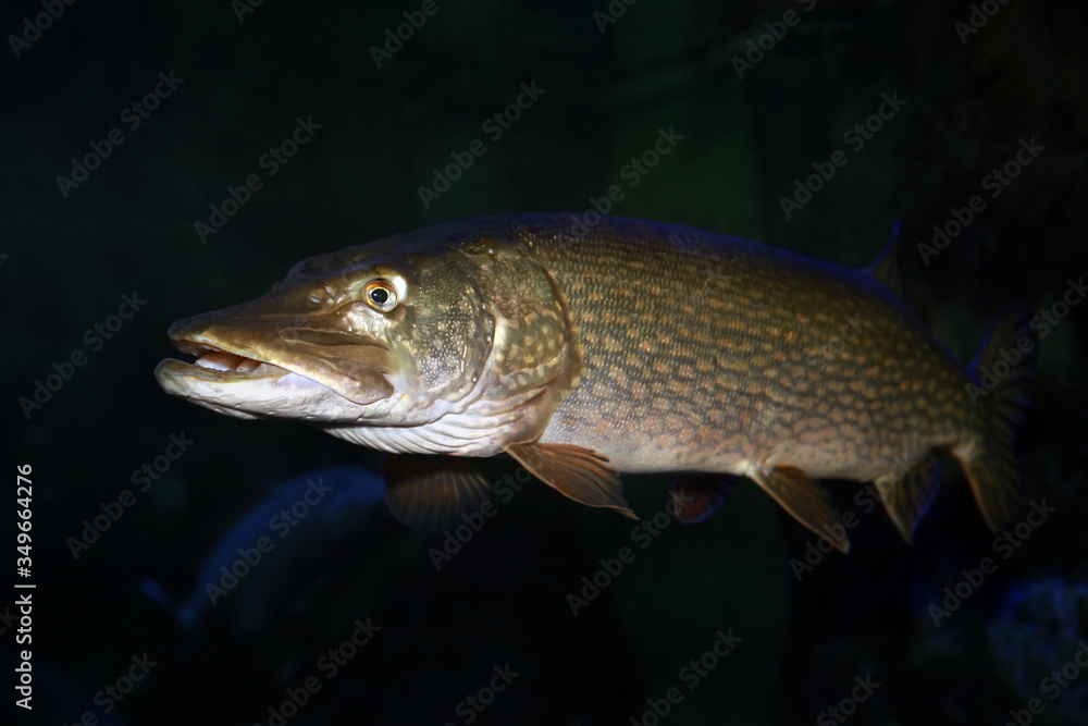 Freshwater fish pike perch (Sander lucioperca) Freshwater fish pike perch (Sander lucioperca)