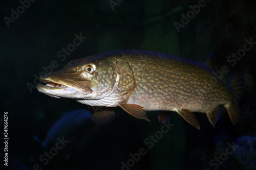 Freshwater fish pike perch (Sander lucioperca)