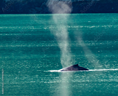 Humpback whale-Glacier Bay.