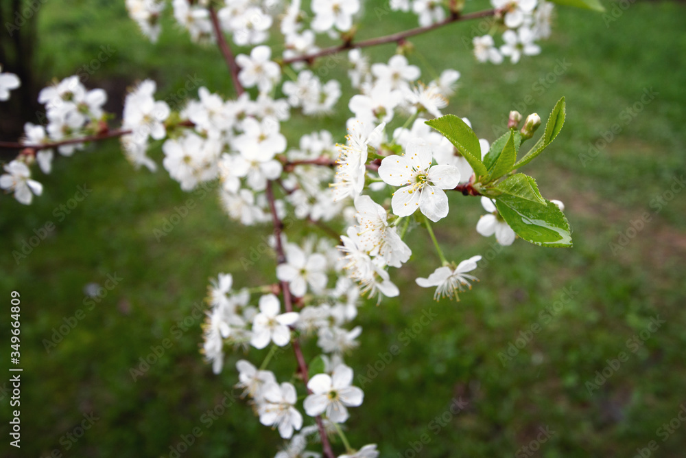 Blossom branch with white beautiful flowers in a garden, spring season wallpaper Blossom branch with white beautiful flowers in a garden, spring season wallpaper