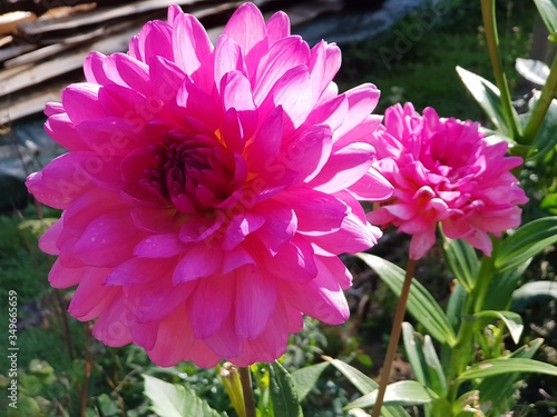 Dahlia photo