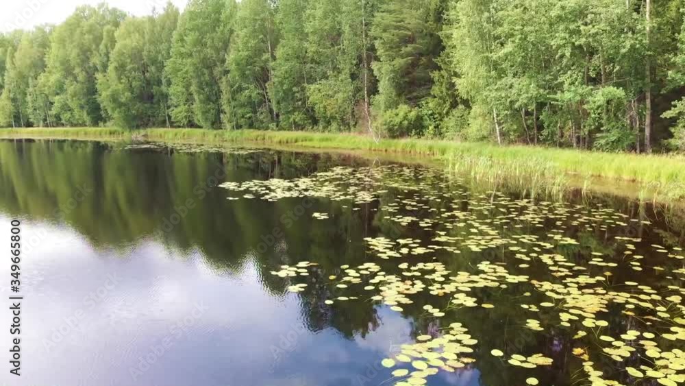 Lake Water lilies seaweed drone flight and pine forest. Low altitude flight Lake Water lilies seaweed drone flight and pine forest. Low altitude flight