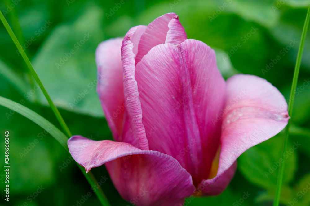 Purple Tulip on a green background