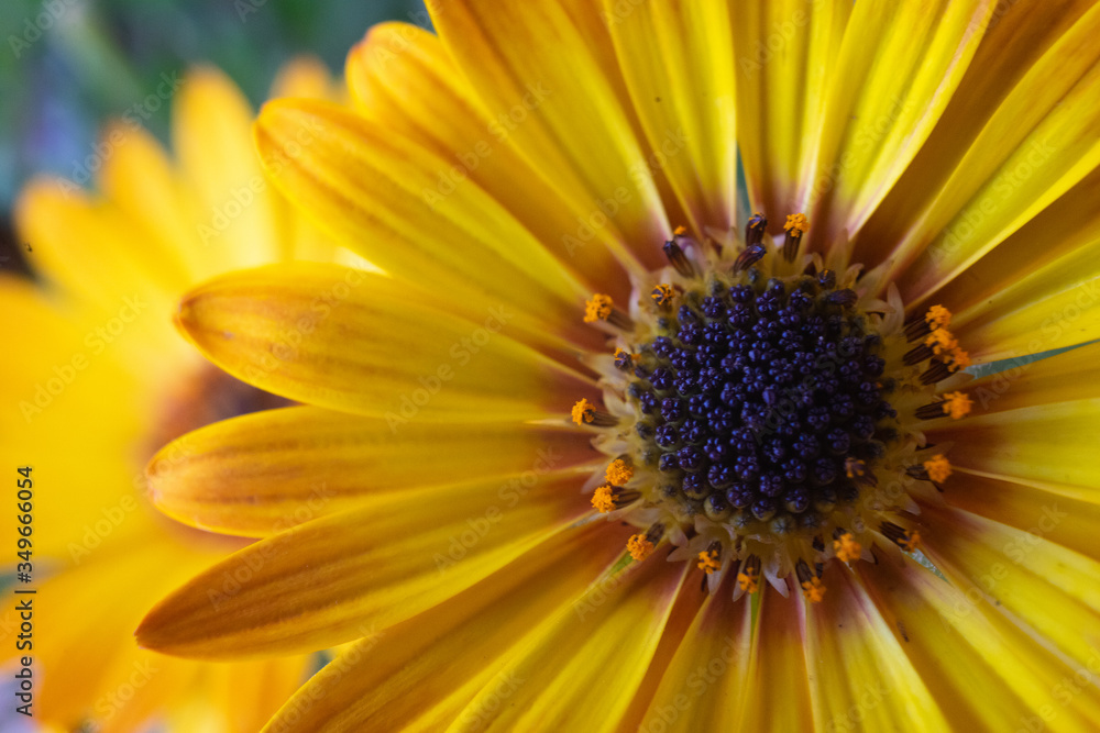 Daisy Macro Photography