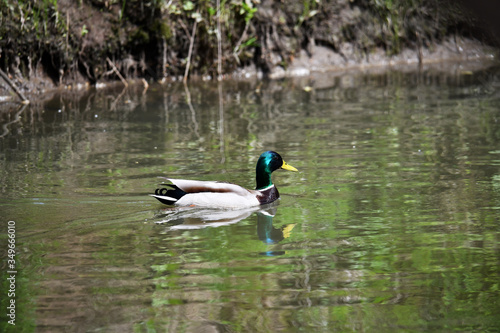variegated river ducks on a river in a forest in natural conditions