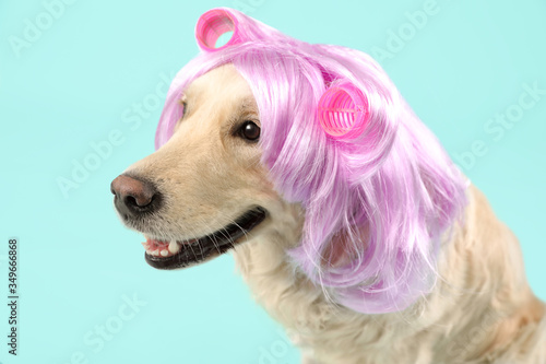 Funny dog in wig and hair curlers on color background