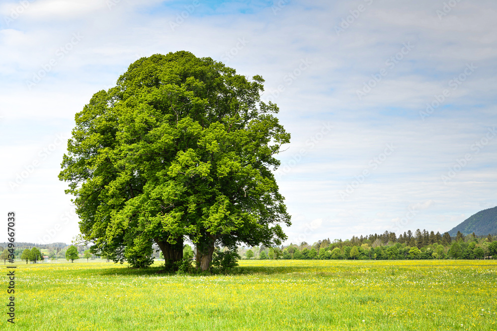 Obraz premium Baum auf einem Feld