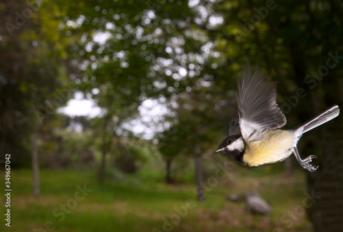 Great tit (Parus major)  a passerine bird in the tit family Paridae in flight © Pedro Bigeriego