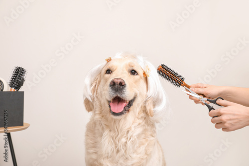Female groomer taking care of cute dog in wig on light background