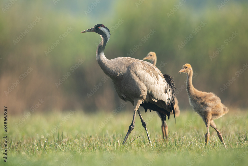 Fototapeta premium Common grane ( Grus grus ) mom with babies