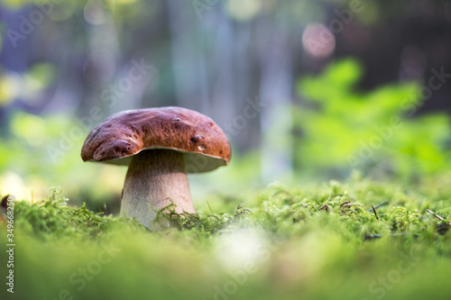 Big white mushroom porcini in autumn forest. Nature landscape photography photo