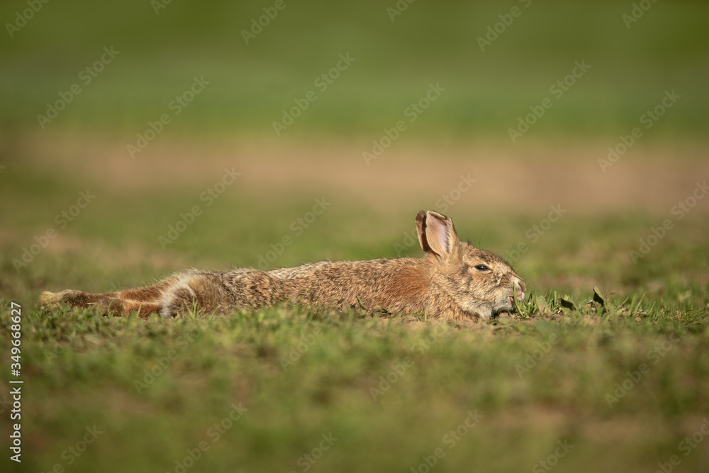 A wild hare sits in a patch of grass feeding A wild hare sits in a patch of grass feeding