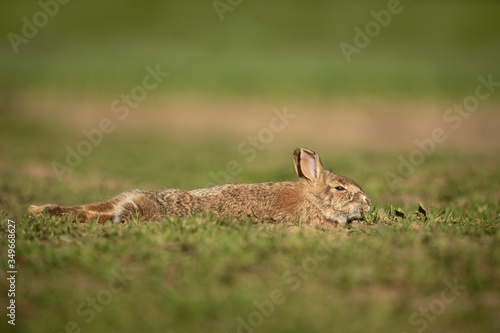 A wild hare sits in a patch of grass feeding © Manpreet
