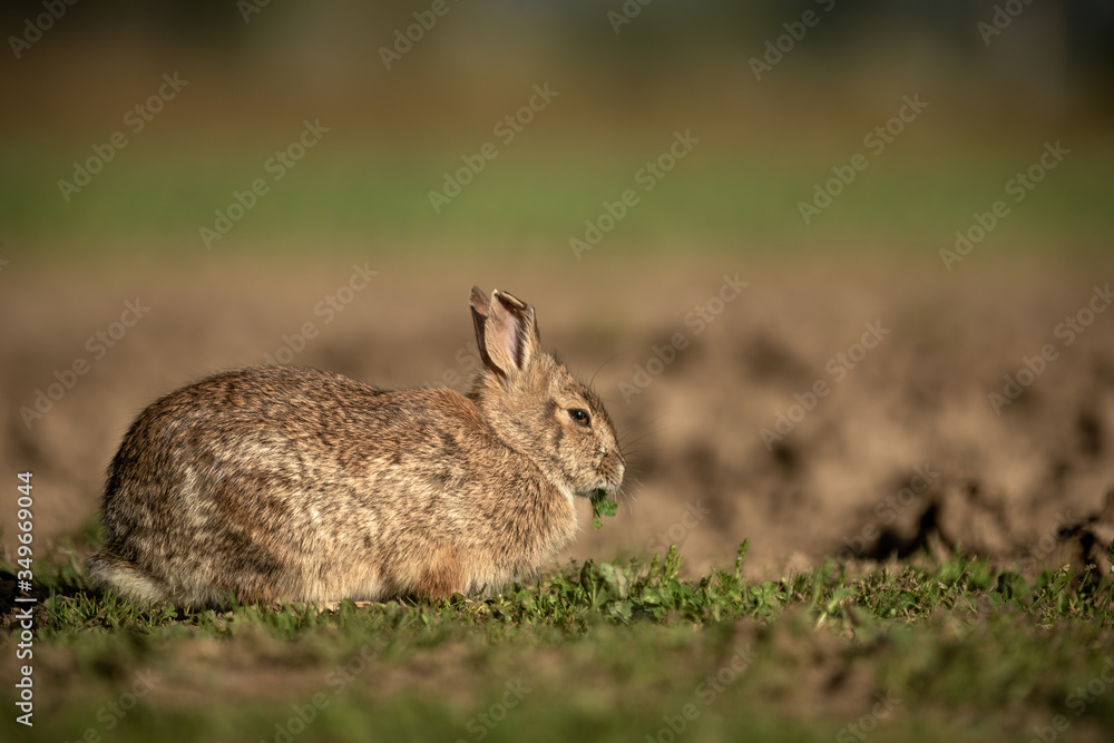 A wild hare sits in a patch of grass feeding A wild hare sits in a patch of grass feeding