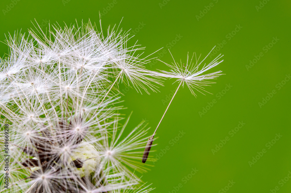 Fototapeta premium Dandelion clock seeds holding on