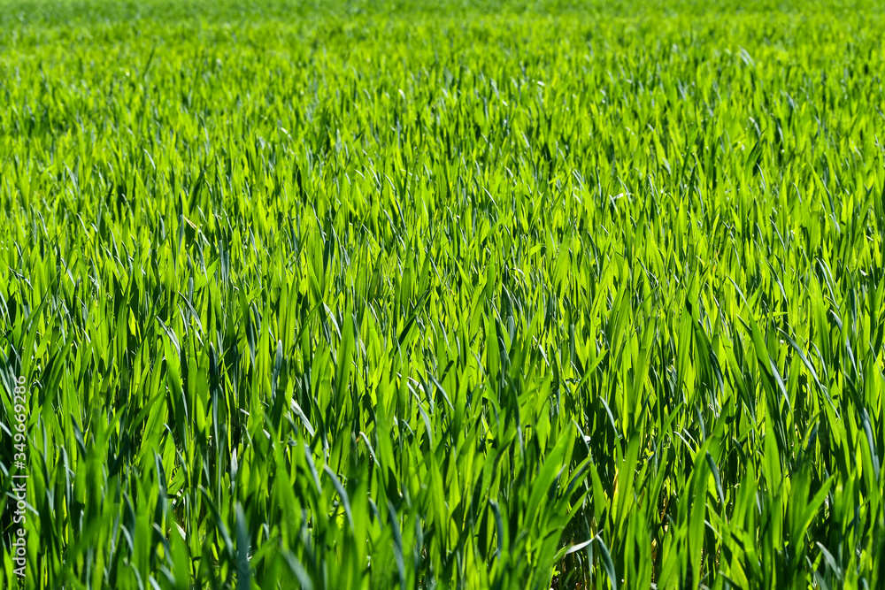lush green meadow of a farmer in Maria Laach, Germany lush green meadow of a farmer in Maria Laach, Germany