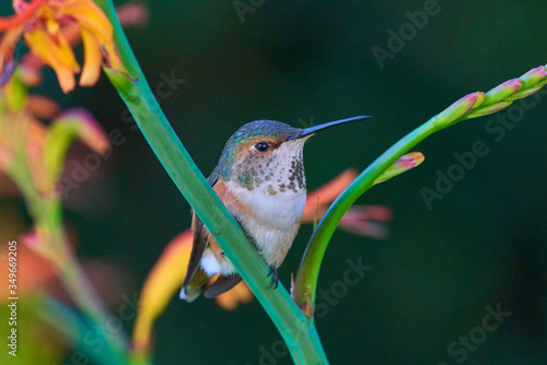 Hummingbird green and reddish brown Resting on Lucifer Flower branch. Different head positions.