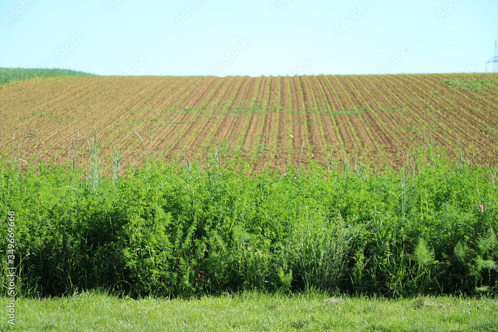 feld feld