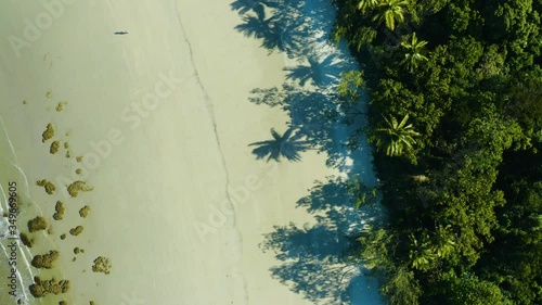 Wallpaper Mural Aerial, gorgeous sand beach and rain forest  at Cape Tribulation in Queensland, Australia, top down view Torontodigital.ca