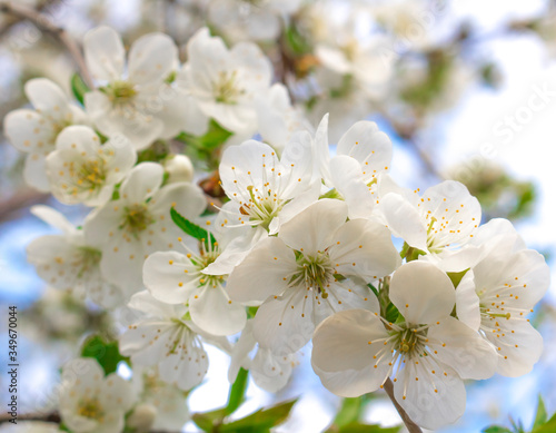 White cherry blossoms on a branch