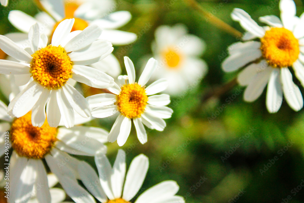 Macro nature Macro nature