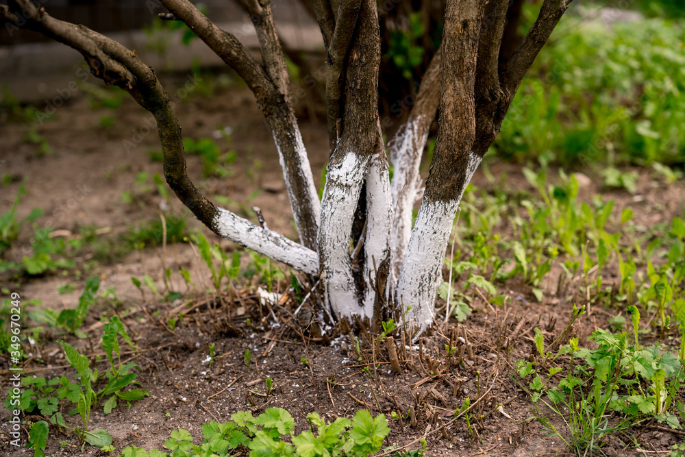 Tree care, tree bark whitewash in the season, Young garden bloomed spring. Whitewashing trees . Tree care, tree bark whitewash in the season, Young garden bloomed spring. Whitewashing trees .