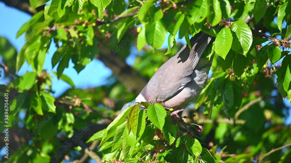 a dove picks the still green, unripe cherries in a cherry tree illuminated by the morning sun a dove picks the still green, unripe cherries in a cherry tree illuminated by the morning sun