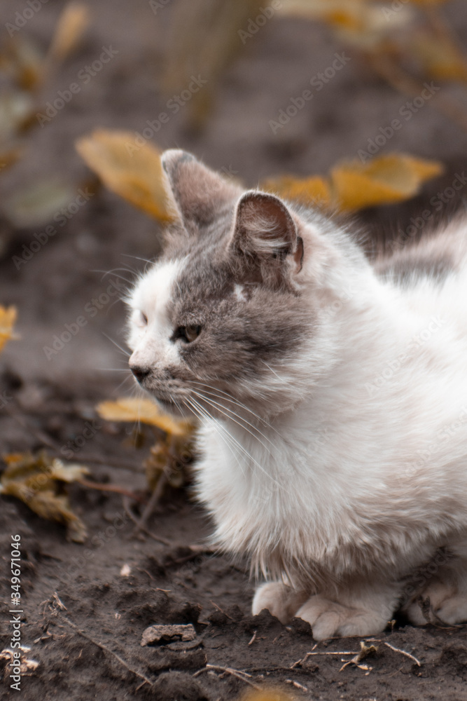 Sad shabby dirty cat sitting on the ground Sad shabby dirty cat sitting on the ground