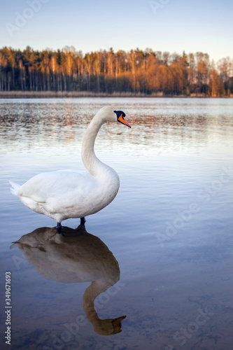 Single adult white swan at a lake in a forest. Full reflection of the bird in the water. Sunlit trees at the background. 