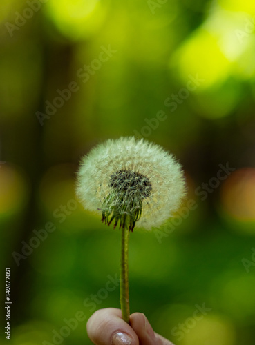 Fototapeta Naklejka Na Ścianę i Meble -  macro dandelion white flower fluffy texture of nature peaceful ecology concept in vertical format of picture with blurred background space green and yellow colors copy space for your text