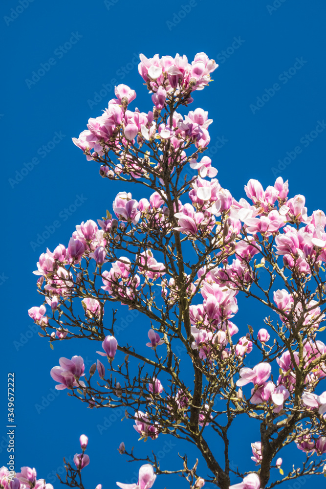 Magnolien vor blauem Himmel