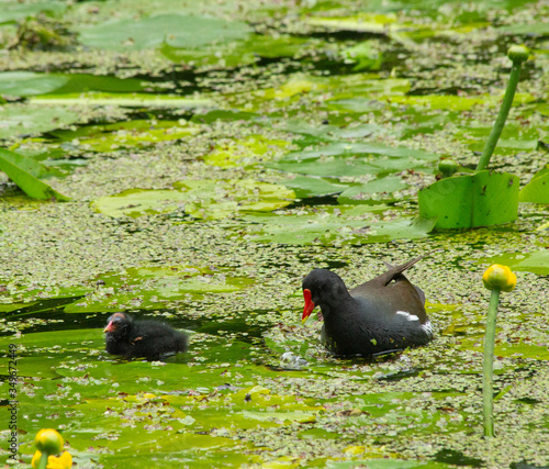 Moorhen (waterhen) and moorhen chick in a lake © simonmuß
