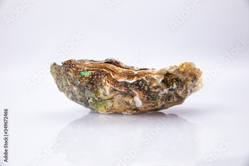  Live oyster in a closed shell on a white background