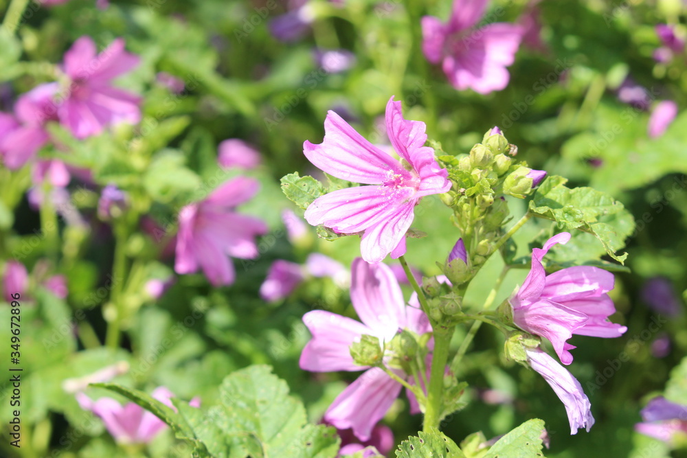 Mauve purple Mauve purple
