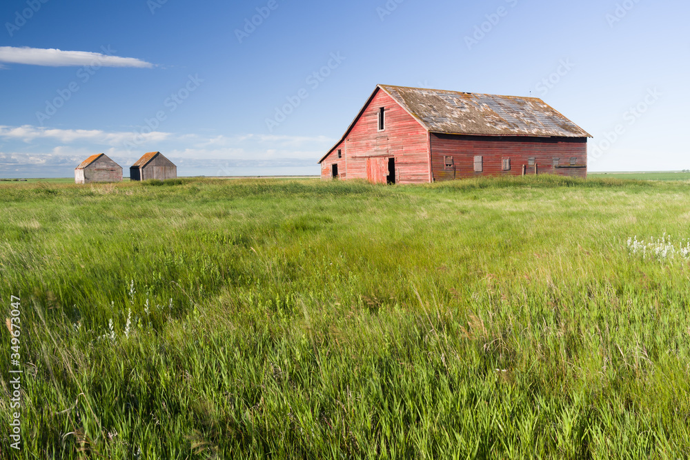Red barn in a green field on the Saskatchewan prairie.