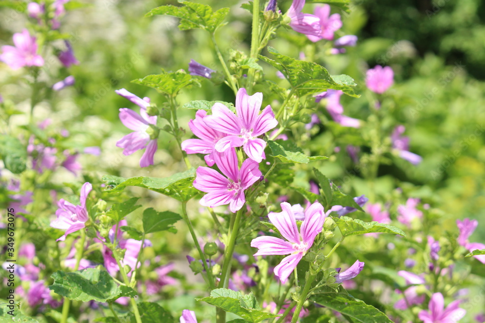 Mauve purple Mauve purple