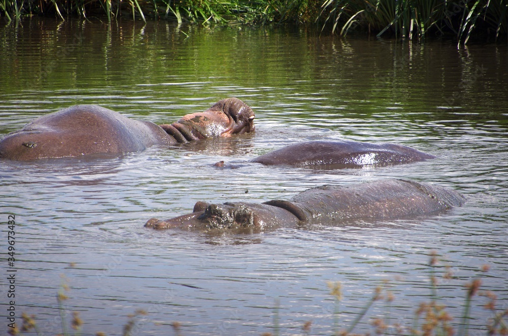 Hippopotamus in the Ngorongoro crater in Tanzania Hippopotamus in the Ngorongoro crater in Tanzania