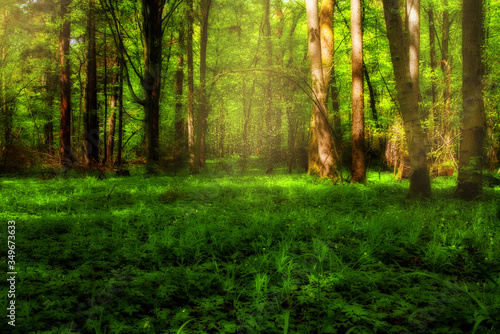 A fairy-tale green forest with magic pollen.