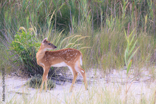 Fototapeta Naklejka Na Ścianę i Meble -  Deer exploring a national park on a beach