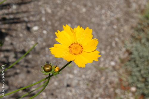 Yellow "Common Blanketflower" (or Common Gaillardia) in Innsbruck, Austria. Its scientific name is Gaillardia Aristata, native to Rocky Mountains in USA.