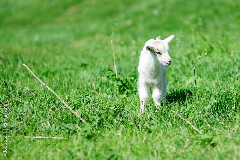 white young goat on green grass. Summer day. Beautiful white young goat on green grass. Summer day. Beautiful