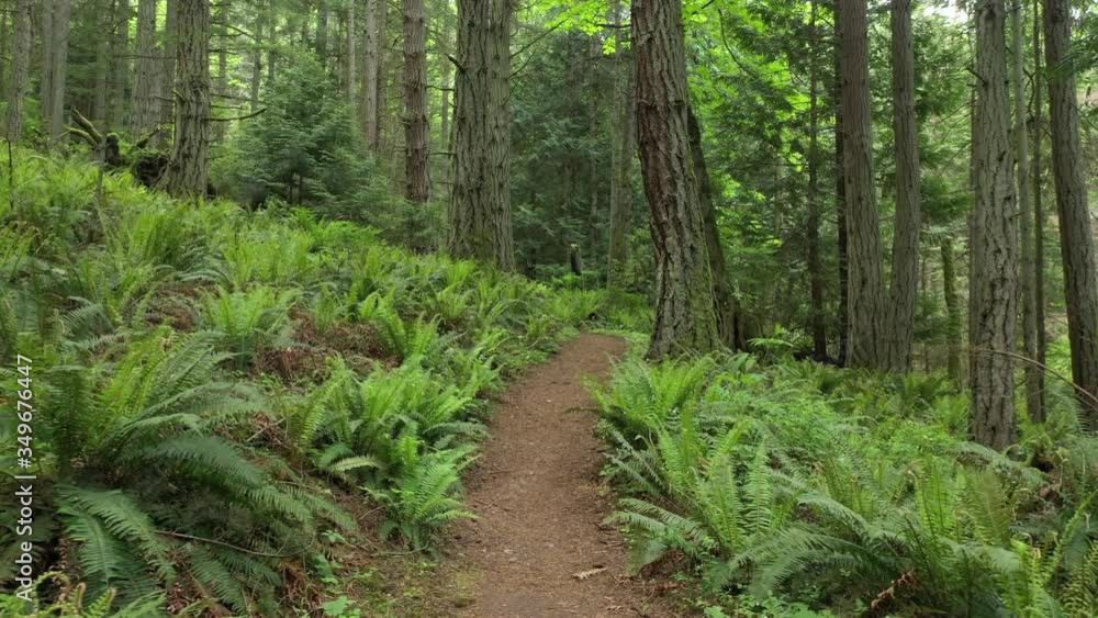 Pacific Northwest Rain Forest Trail. New springtime greenery is evident in the verdant green sword ferns and the tiny wildflowers along a path lined with fir, hemlock and cedar trees. Pacific Northwest Rain Forest Trail. New springtime greenery is evident in the verdant green sword ferns and the tiny wildflowers along a path lined with fir, hemlock and cedar trees.