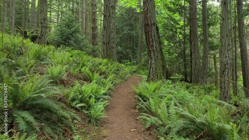 Pacific Northwest Rain Forest Trail. New springtime greenery is evident in the verdant green sword ferns and the tiny wildflowers along a path lined with fir, hemlock and cedar trees.