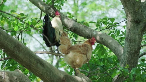 Hen and rooster in brunches  photo